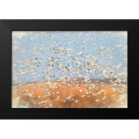 Painting effect on snow geese flying Bosque del Apache National Wildlife Refuge-New Mexico Black Modern Wood Framed Art Print by Jones, Adam