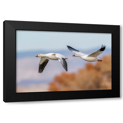 Snow geese flying Bosque del Apache National Wildlife Refuge-New Mexico Black Modern Wood Framed Art Print with Double Matting by Jones, Adam