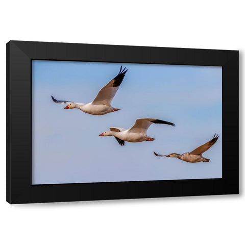 Snow geese flying Bosque del Apache National Wildlife Refuge-New Mexico Black Modern Wood Framed Art Print by Jones, Adam