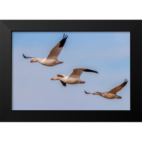 Snow geese flying Bosque del Apache National Wildlife Refuge-New Mexico Black Modern Wood Framed Art Print by Jones, Adam