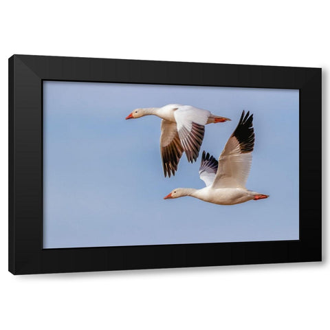 Snow geese flying Bosque del Apache National Wildlife Refuge-New Mexico Black Modern Wood Framed Art Print with Double Matting by Jones, Adam