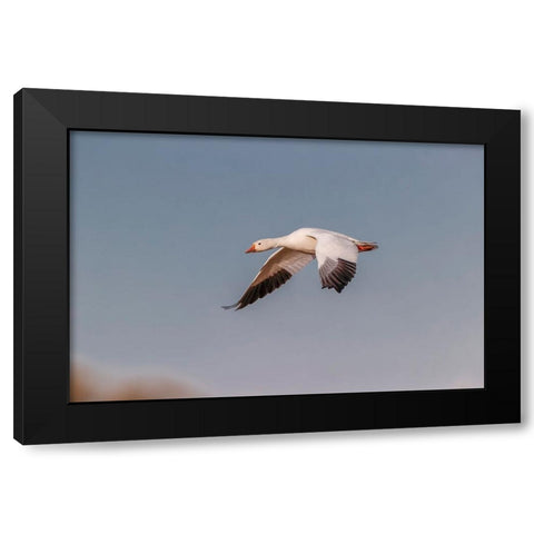 Snow geese flying Bosque del Apache National Wildlife Refuge-New Mexico Black Modern Wood Framed Art Print with Double Matting by Jones, Adam
