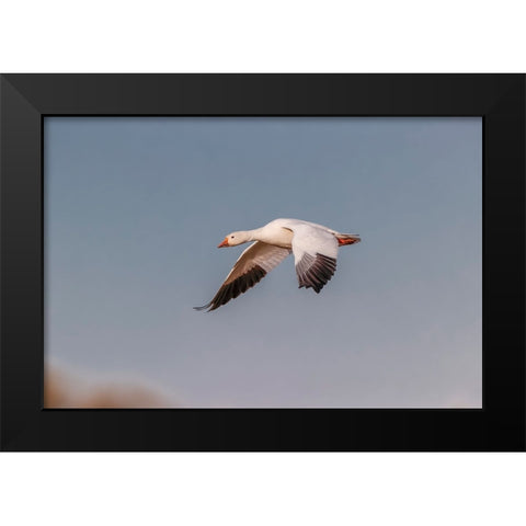 Snow geese flying Bosque del Apache National Wildlife Refuge-New Mexico Black Modern Wood Framed Art Print by Jones, Adam