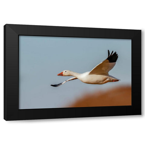 Snow geese flying Bosque del Apache National Wildlife Refuge-New Mexico Black Modern Wood Framed Art Print with Double Matting by Jones, Adam