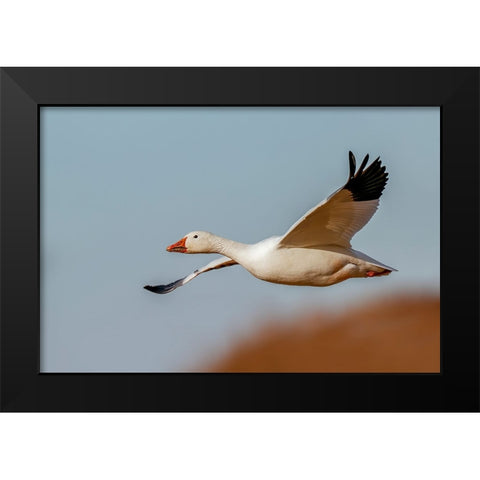 Snow geese flying Bosque del Apache National Wildlife Refuge-New Mexico Black Modern Wood Framed Art Print by Jones, Adam