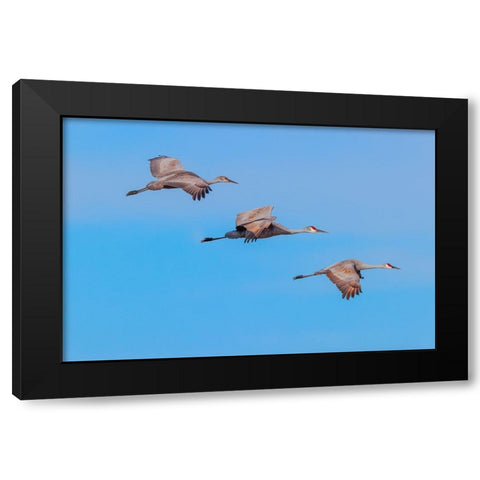 Sandhill cranes flying Bosque del Apache National Wildlife Refuge-New Mexico Black Modern Wood Framed Art Print by Jones, Adam