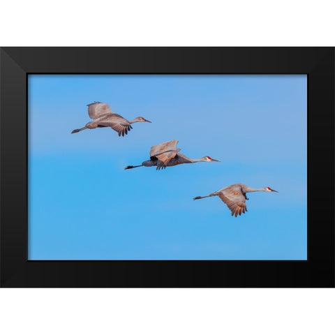 Sandhill cranes flying Bosque del Apache National Wildlife Refuge-New Mexico Black Modern Wood Framed Art Print by Jones, Adam