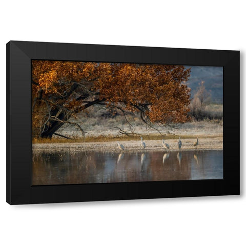 Sandhill cranes and reflection Bosque del Apache National Wildlife Refuge-New Mexico Black Modern Wood Framed Art Print with Double Matting by Jones, Adam