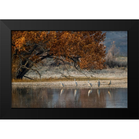 Sandhill cranes and reflection Bosque del Apache National Wildlife Refuge-New Mexico Black Modern Wood Framed Art Print by Jones, Adam