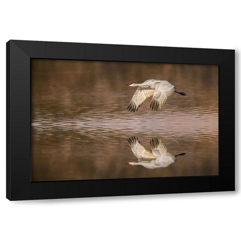 Sandhill crane flying Bosque del Apache National Wildlife Refuge-New Mexico Black Modern Wood Framed Art Print by Jones, Adam
