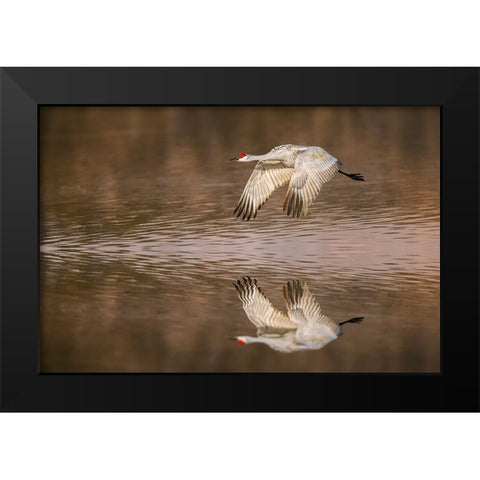 Sandhill crane flying Bosque del Apache National Wildlife Refuge-New Mexico Black Modern Wood Framed Art Print by Jones, Adam