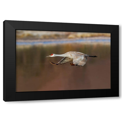 Sandhill crane flying Bosque del Apache National Wildlife Refuge-New Mexico Black Modern Wood Framed Art Print with Double Matting by Jones, Adam