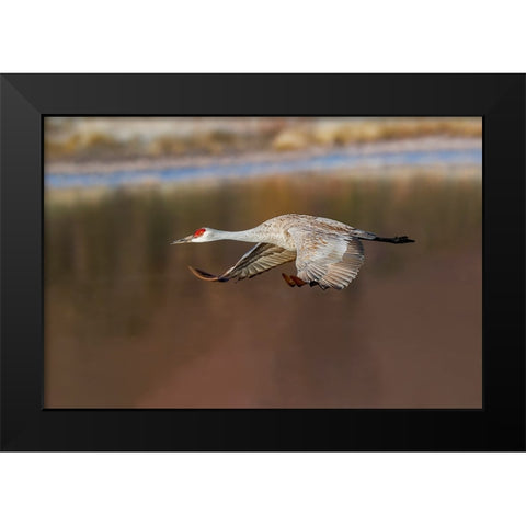 Sandhill crane flying Bosque del Apache National Wildlife Refuge-New Mexico Black Modern Wood Framed Art Print by Jones, Adam