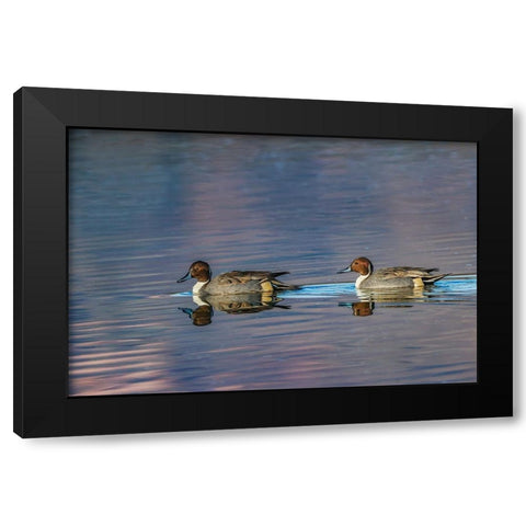 Male and female Northern pintail ducks Bosque del Apache National Wildlife Refuge-New Mexico Black Modern Wood Framed Art Print with Double Matting by Jones, Adam