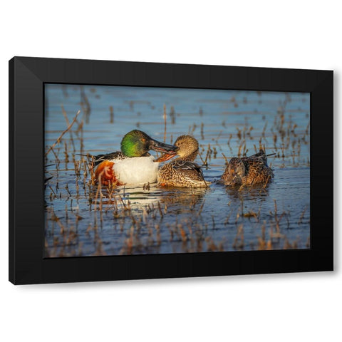 Male with two female Northern shovelers-Bosque del Apache National Wildlife Refuge-New Mexico Black Modern Wood Framed Art Print by Jones, Adam