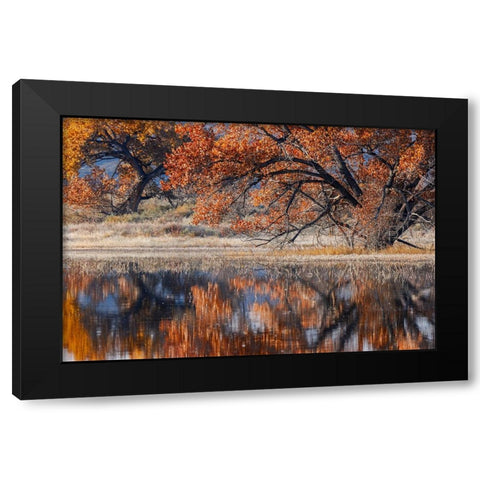 Cottonwood tree reflecting on pond-Bosque del Apache National Wildlife Refuge-New Mexico Black Modern Wood Framed Art Print with Double Matting by Jones, Adam