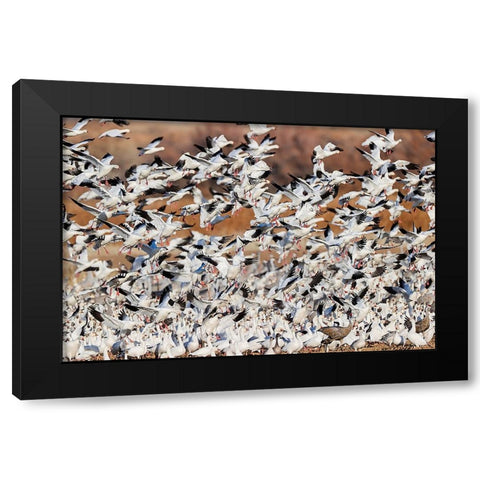 Snow geese flying Bosque del Apache National Wildlife Refuge-New Mexico Black Modern Wood Framed Art Print with Double Matting by Jones, Adam