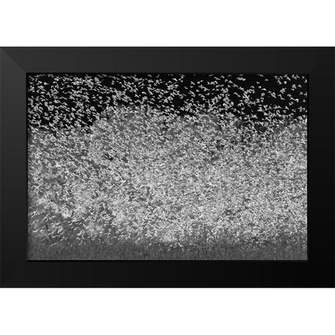 Large murmuration female juvenile red-winged blackbirds Bosque del Apache National Wildlife Refuge Black Modern Wood Framed Art Print by Jones, Adam