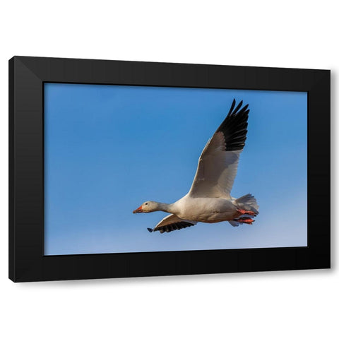Snow goose flying Bosque del Apache National Wildlife Refuge-New Mexico Black Modern Wood Framed Art Print with Double Matting by Jones, Adam