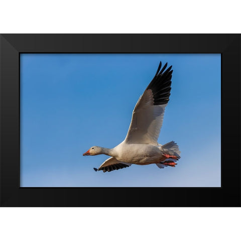 Snow goose flying Bosque del Apache National Wildlife Refuge-New Mexico Black Modern Wood Framed Art Print by Jones, Adam