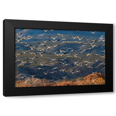 Snow geese flying Bosque del Apache National Wildlife Refuge-New Mexico Black Modern Wood Framed Art Print with Double Matting by Jones, Adam