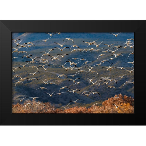 Snow geese flying Bosque del Apache National Wildlife Refuge-New Mexico Black Modern Wood Framed Art Print by Jones, Adam