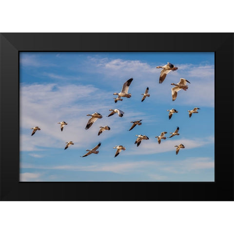 Snow geese flying Bosque del Apache National Wildlife Refuge-New Mexico Black Modern Wood Framed Art Print by Jones, Adam