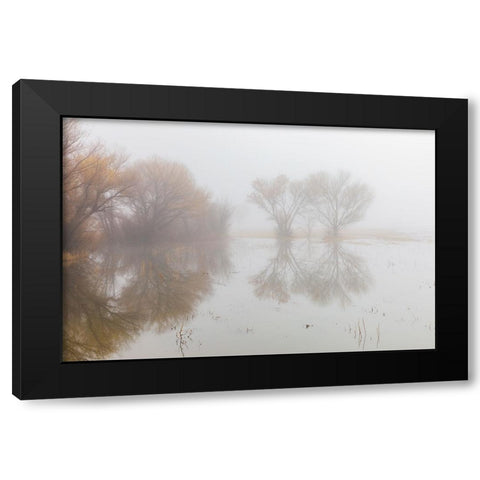 Trees on foggy morning-Bosque del Apache National Wildlife Refuge-New Mexico Black Modern Wood Framed Art Print by Jones, Adam
