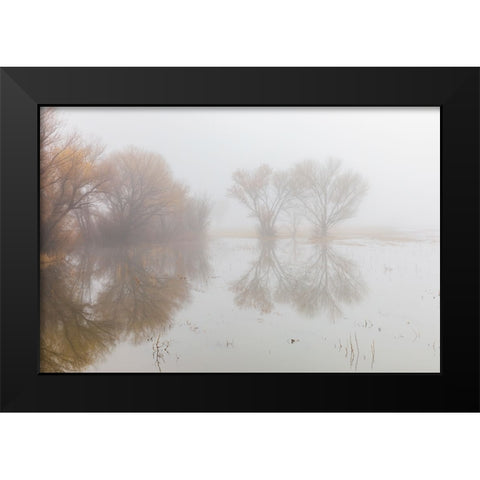 Trees on foggy morning-Bosque del Apache National Wildlife Refuge-New Mexico Black Modern Wood Framed Art Print by Jones, Adam