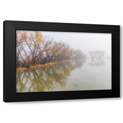 Trees on foggy morning-Bosque del Apache National Wildlife Refuge-New Mexico Black Modern Wood Framed Art Print with Double Matting by Jones, Adam