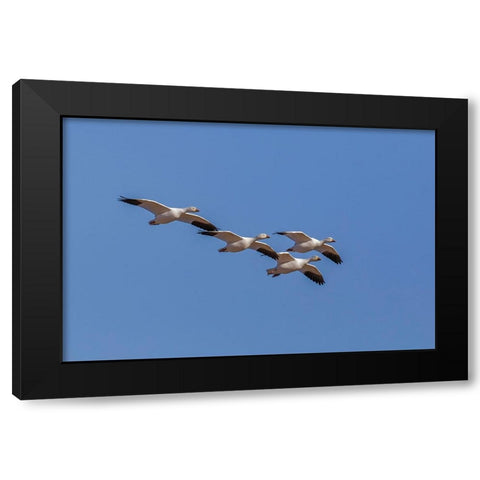 Snow geese flying Bosque del Apache National Wildlife Refuge-New Mexico Black Modern Wood Framed Art Print with Double Matting by Jones, Adam