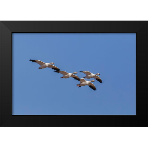 Snow geese flying Bosque del Apache National Wildlife Refuge-New Mexico Black Modern Wood Framed Art Print by Jones, Adam