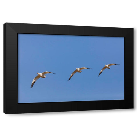 Snow geese flying Bosque del Apache National Wildlife Refuge-New Mexico Black Modern Wood Framed Art Print by Jones, Adam
