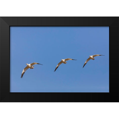 Snow geese flying Bosque del Apache National Wildlife Refuge-New Mexico Black Modern Wood Framed Art Print by Jones, Adam