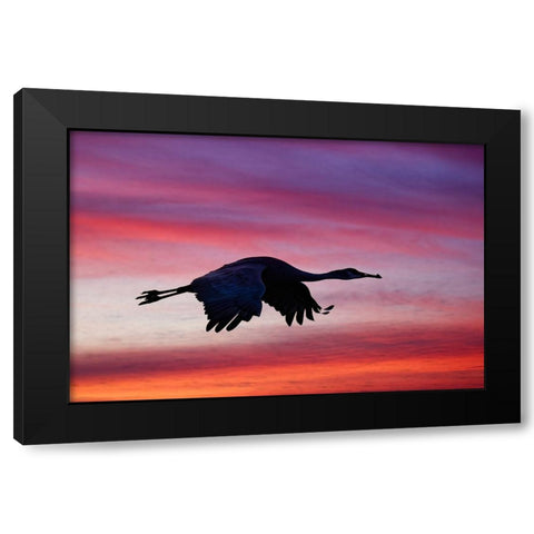 Sandhill crane silhouetted flying at sunset Bosque del Apache National Wildlife Refuge-New Mexico Black Modern Wood Framed Art Print by Jones, Adam