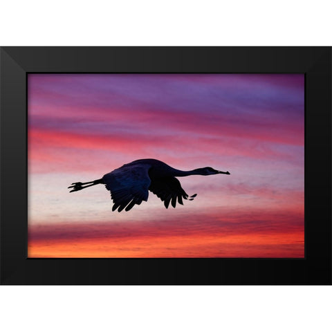 Sandhill crane silhouetted flying at sunset Bosque del Apache National Wildlife Refuge-New Mexico Black Modern Wood Framed Art Print by Jones, Adam