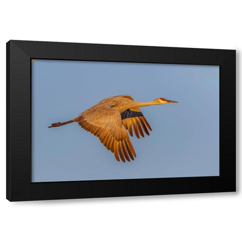 Sandhill crane flying at sunrise Bosque del Apache National Wildlife Refuge-New Mexico Black Modern Wood Framed Art Print with Double Matting by Jones, Adam