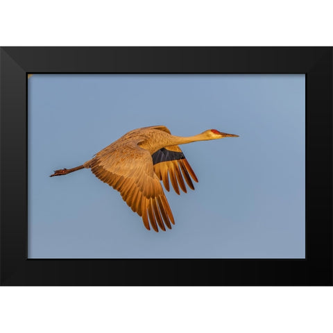 Sandhill crane flying at sunrise Bosque del Apache National Wildlife Refuge-New Mexico Black Modern Wood Framed Art Print by Jones, Adam