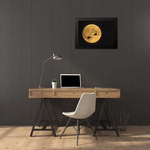 New Mexico, Sandhill cranes flying by moon Black Modern Wood Framed Art Print by Anon, Ellen