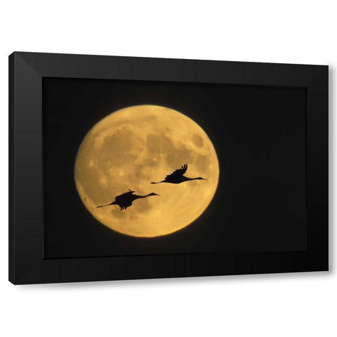 New Mexico, Sandhill cranes flying by moon Black Modern Wood Framed Art Print by Anon, Ellen