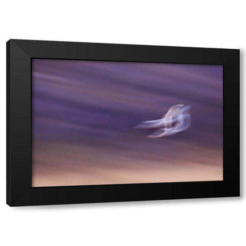 New Mexico, Abstract of two snow geese in flight Black Modern Wood Framed Art Print with Double Matting by Anon, Ellen