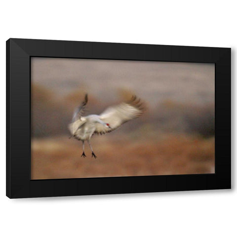 New Mexico Abstract of sandhill crane landing Black Modern Wood Framed Art Print by Morris, Arthur