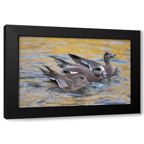 New Mexico American wigeons courting Black Modern Wood Framed Art Print with Double Matting by Morris, Arthur