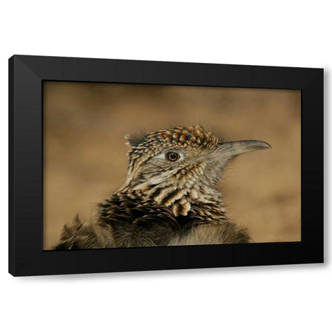 New Mexico, Bosque Del Apache Great roadrunner Black Modern Wood Framed Art Print by Morris, Arthur