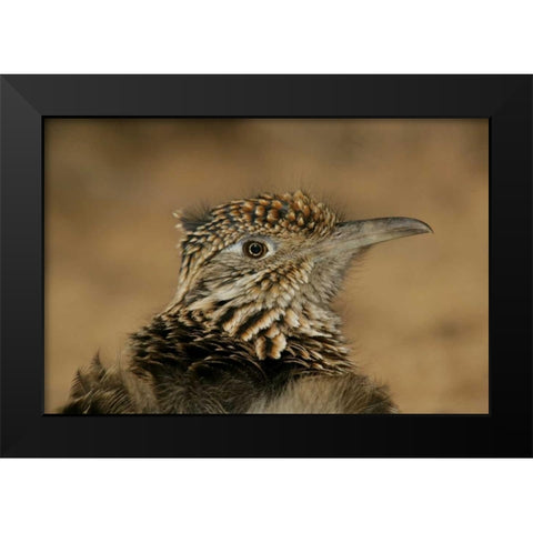 New Mexico, Bosque Del Apache Great roadrunner Black Modern Wood Framed Art Print by Morris, Arthur