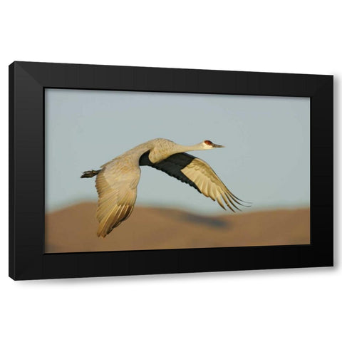 New Mexico Sandhill crane in flight Black Modern Wood Framed Art Print by Morris, Arthur
