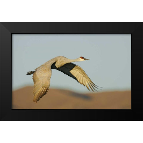 New Mexico Sandhill crane in flight Black Modern Wood Framed Art Print by Morris, Arthur
