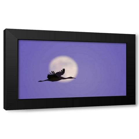 New Mexico Sandhill crane flying by the moon Black Modern Wood Framed Art Print by Morris, Arthur