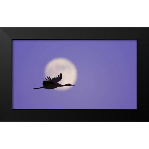 New Mexico Sandhill crane flying by the moon Black Modern Wood Framed Art Print by Morris, Arthur