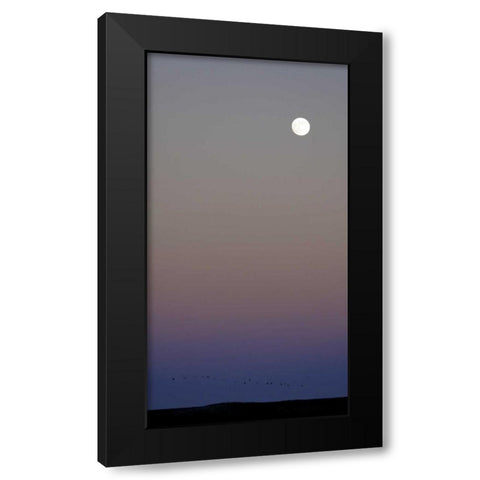 New Mexico Sandhill cranes flying under the moon Black Modern Wood Framed Art Print by Morris, Arthur